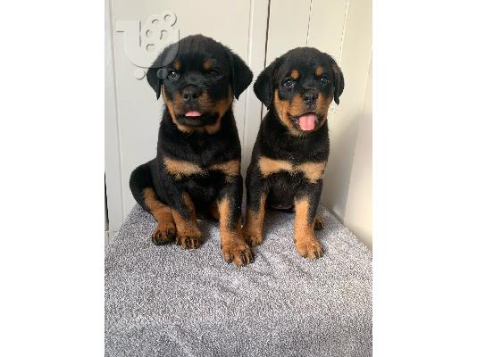 PoulaTo: Κουτάβια Rottweiler, έτοιμα να φύγουν τώρα, μόνο 2 αγόρια